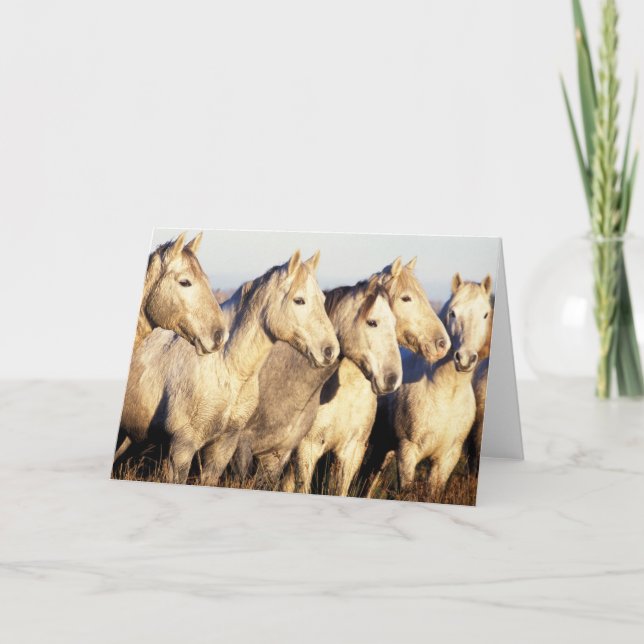 Camargue Horses (Eguus caballus) Card (Front)