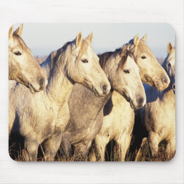 Camargue Horses (Eguus caballus) Mouse Mat (Front)