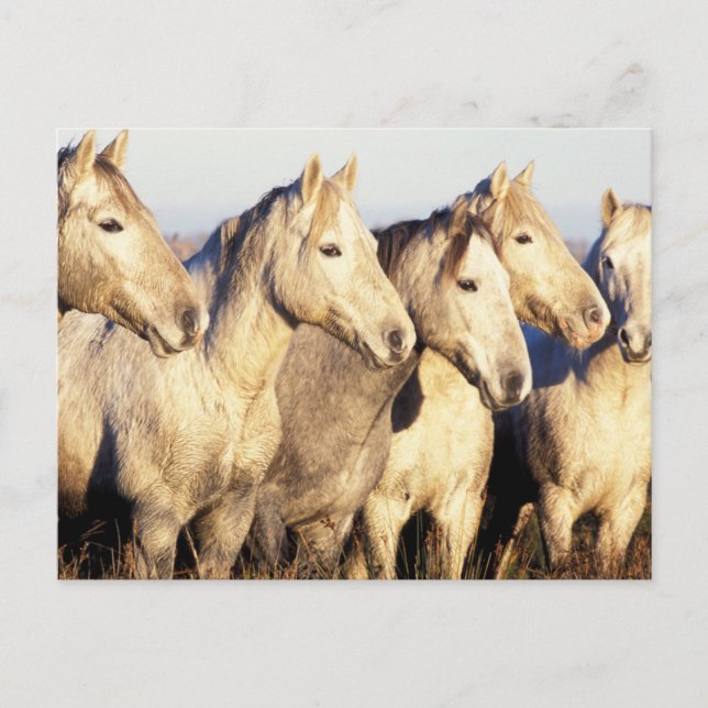 Camargue Horses (Eguus caballus) Postcard (Front)