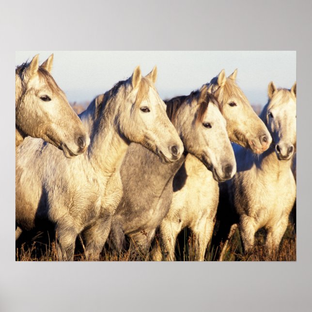 Camargue Horses (Eguus caballus) Poster (Front)