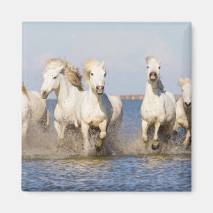 Camargue Horses Magnet