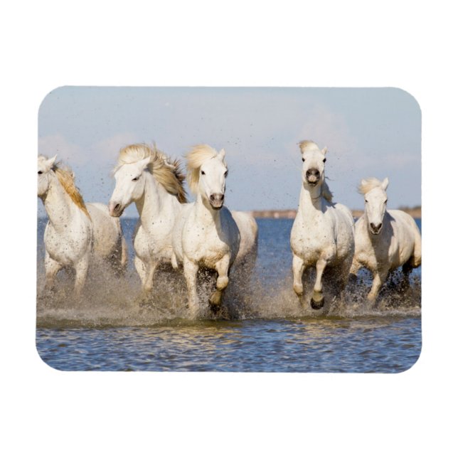 Camargue Horses Magnet (Horizontal)