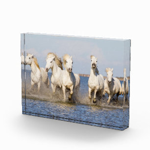 Camargue Horses Photo Block