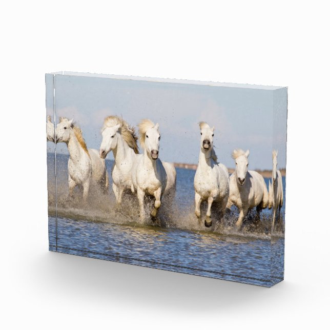 Camargue Horses Photo Block (Right)