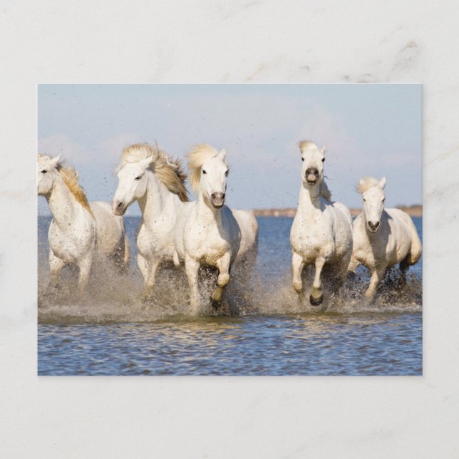 Camargue Horses Postcard (Front)