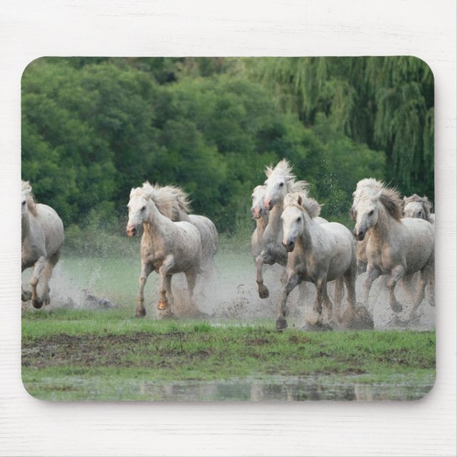 Camargue Horses Running in Water Mouse Mat (Front)