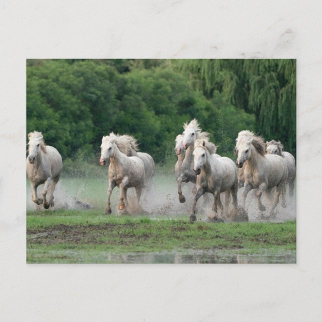 Camargue Horses Running in Water Postcard (Front)