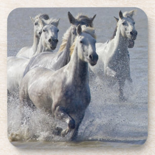 Camargue horses running on marshland to cross coaster