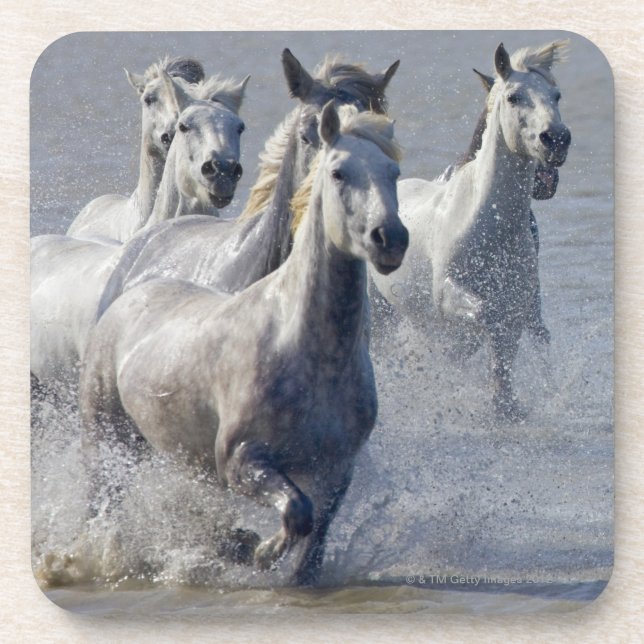 Camargue horses running on marshland to cross coaster (Front)