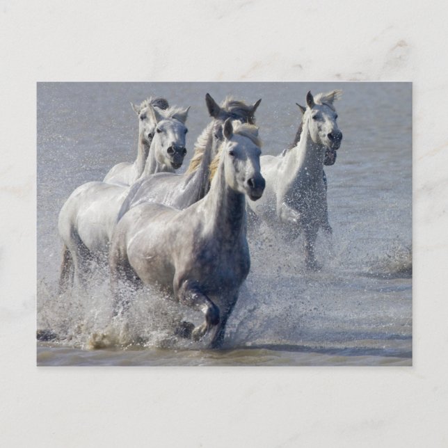 Camargue horses running on marshland to cross postcard (Front)