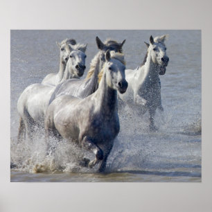 Camargue horses running on marshland to cross poster