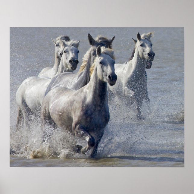 Camargue horses running on marshland to cross poster (Front)