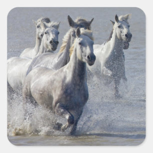 Camargue horses running on marshland to cross square sticker
