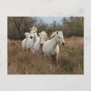 Camargue Horses Running Postcard