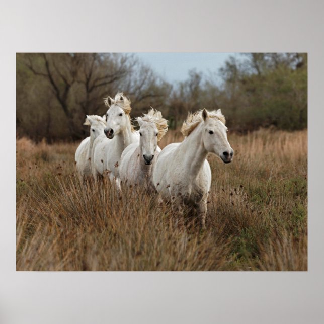 Camargue Horses Running Poster (Front)