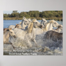 Camargue Horses Running Wall Poster