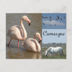 Camargue Postcard