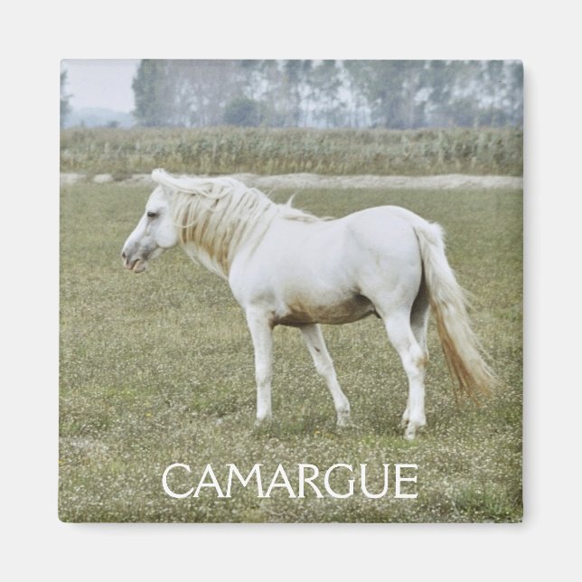 Camargue stallion magnet (Front)