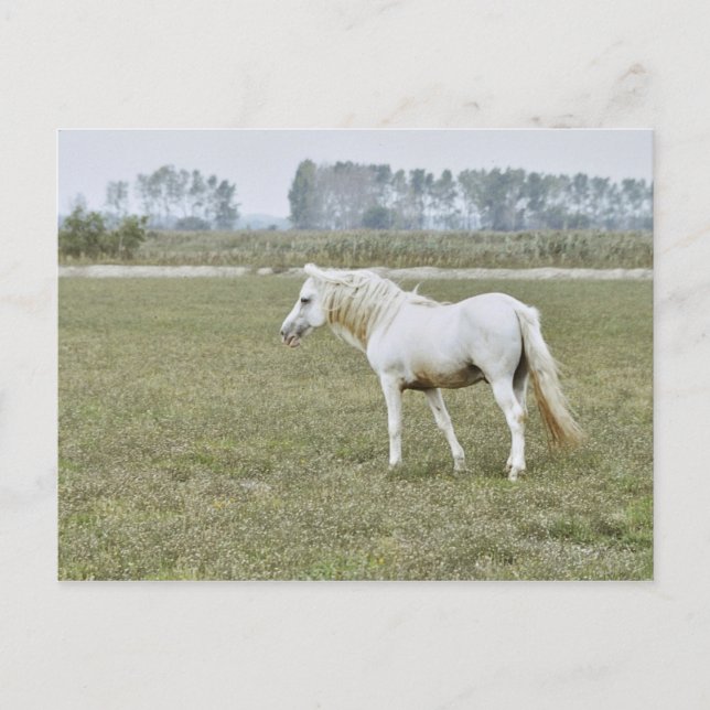 Camargue stallion postcard (Front)
