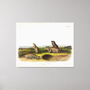 Camas Rat (Northern Pocket Gopher) by Audubon Canvas Print