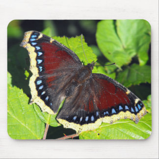 Camberwell Beauty or Mourning Cloak butterfly Mouse Mat