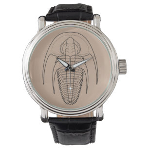 Cambrian trilobite Fallotaspis longa Watch