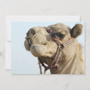 Camel