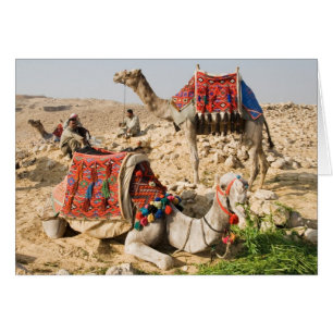Camel