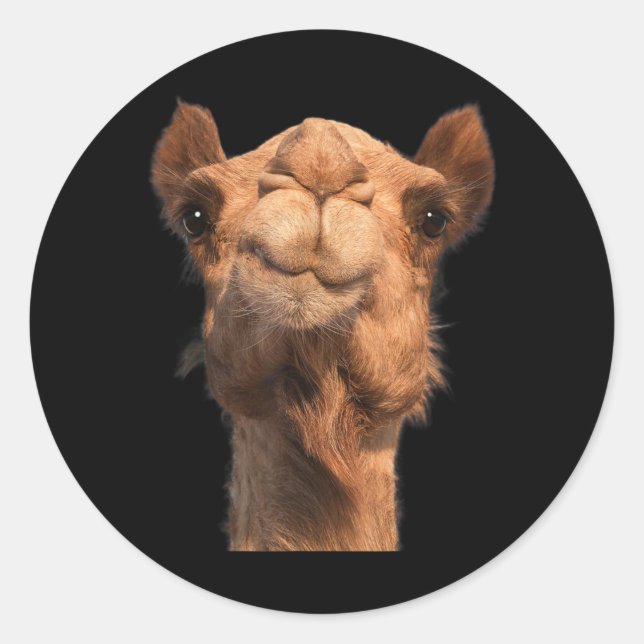 Camel Animal Face Classic Round Sticker (Front)