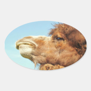 Camel Animal Portrait Photo Oval Sticker