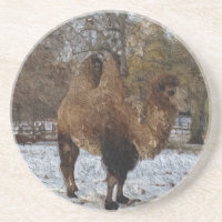 Camel Art