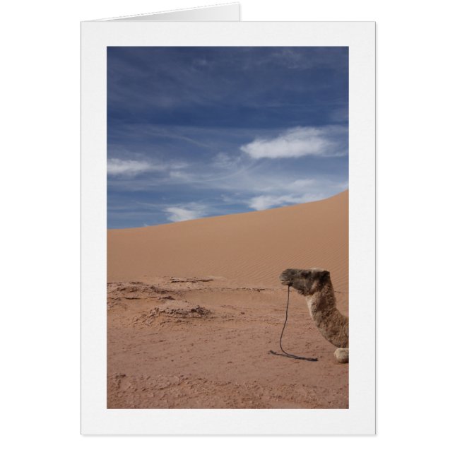 Camel at the Dunes (Front)