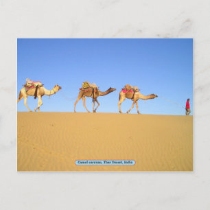 Camel caravan, Thar Desert, India Postcard