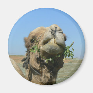 Camel chewing flowers magnet