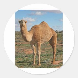 Camel Classic Round Sticker
