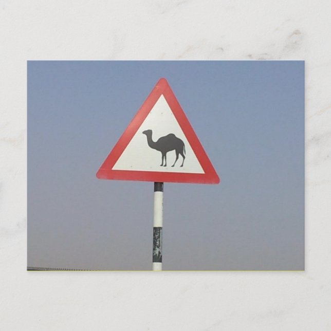camel crossing postcard (Front)