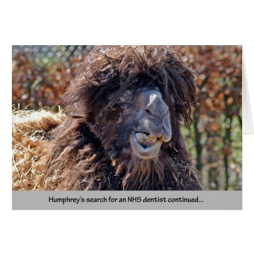 Image of Camel Dentist