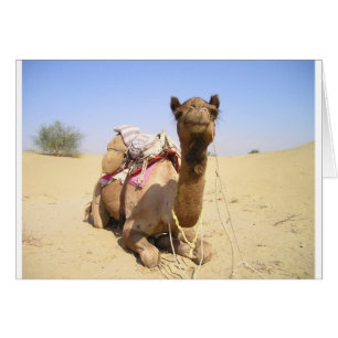 Camel Desert Middle East Peace Love Nature Destiny