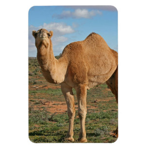 Camel Desert Middle East Peace Love Nature Destiny Magnet