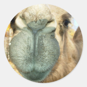 Camel Face Classic Round Sticker