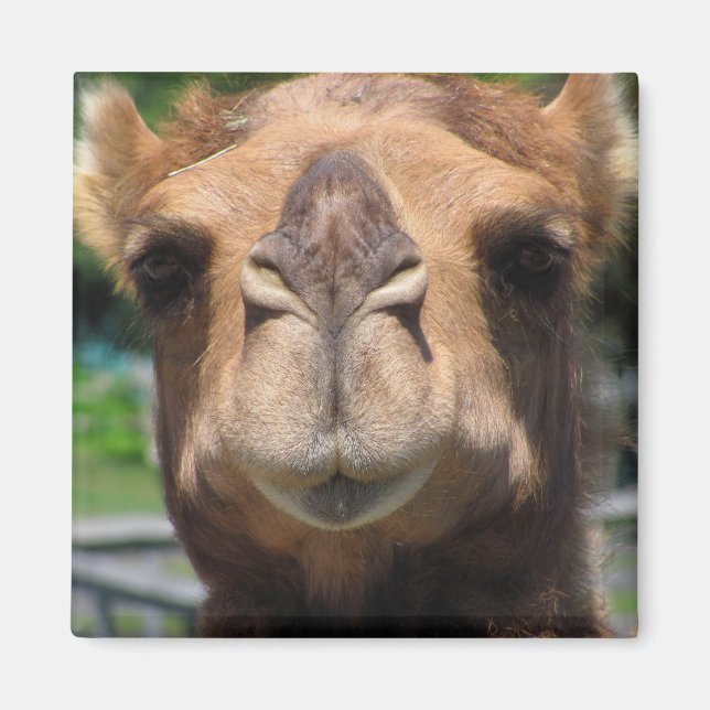 Camel Face Magnet (Front)