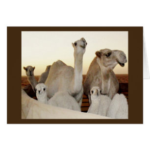 Camel Family