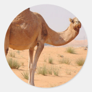 Camel for Arabs Stickers