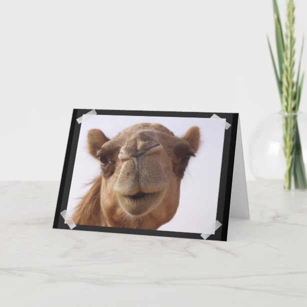 Camel Cards Zazzle UK