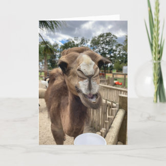 camel greeting card (hello there) 