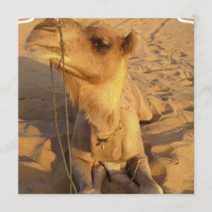 Camel in Desert Invitations