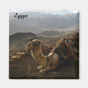 Camel in Egypt Magnet