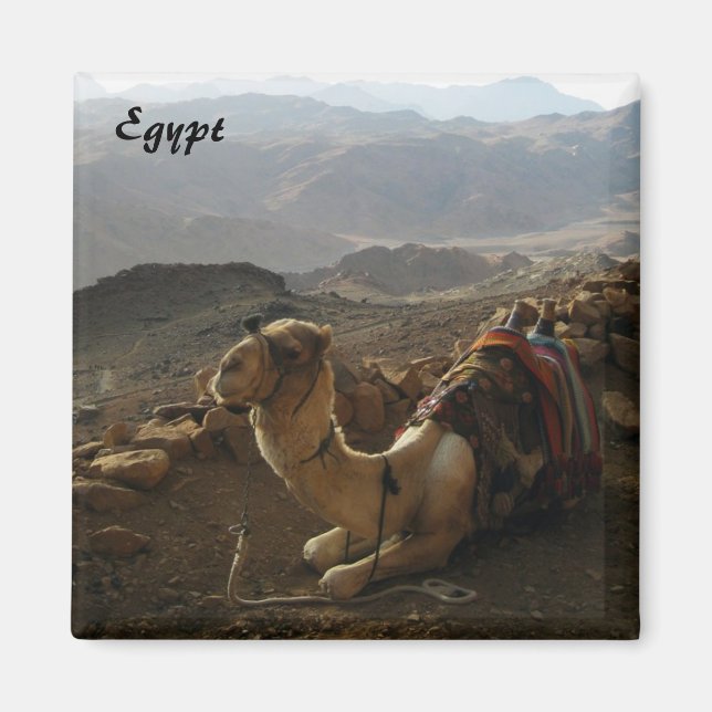Camel in Egypt Magnet (Front)