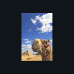 Camel in front of the pyramids of Giza, Egypt, Canvas Print<br><div class="desc">COPYRIGHT Adam Jones / DanitaDelimont.com | AF14 AJE0236.jpg | Camel in front of the pyramids of Giza,  Egypt,  Cheops,  Khafre or Chephren,  and Menkaure or Mycerinus.</div>