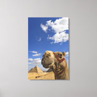 Camel in front of the pyramids of Giza, Egypt,